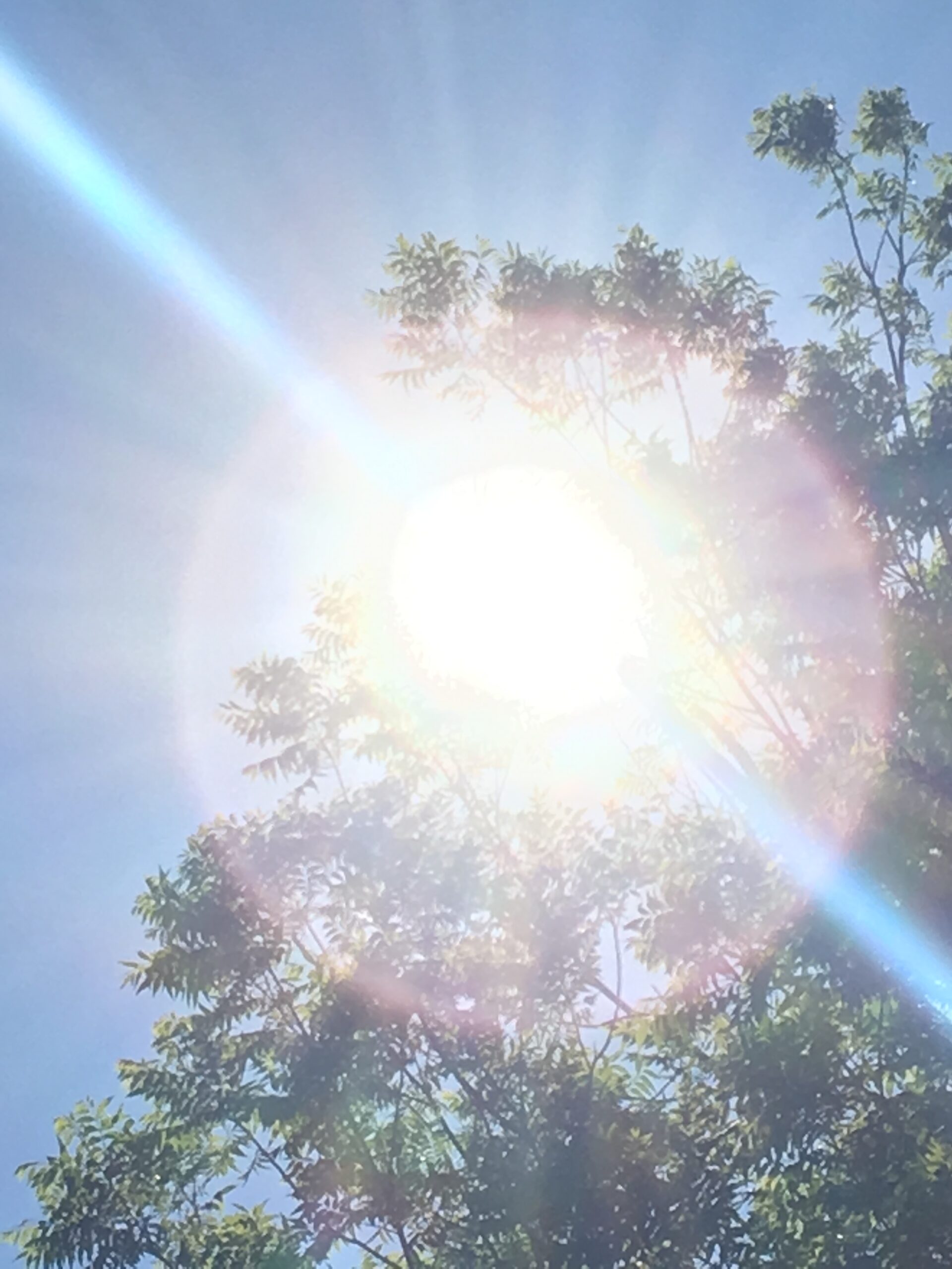 Sun shining through the trees